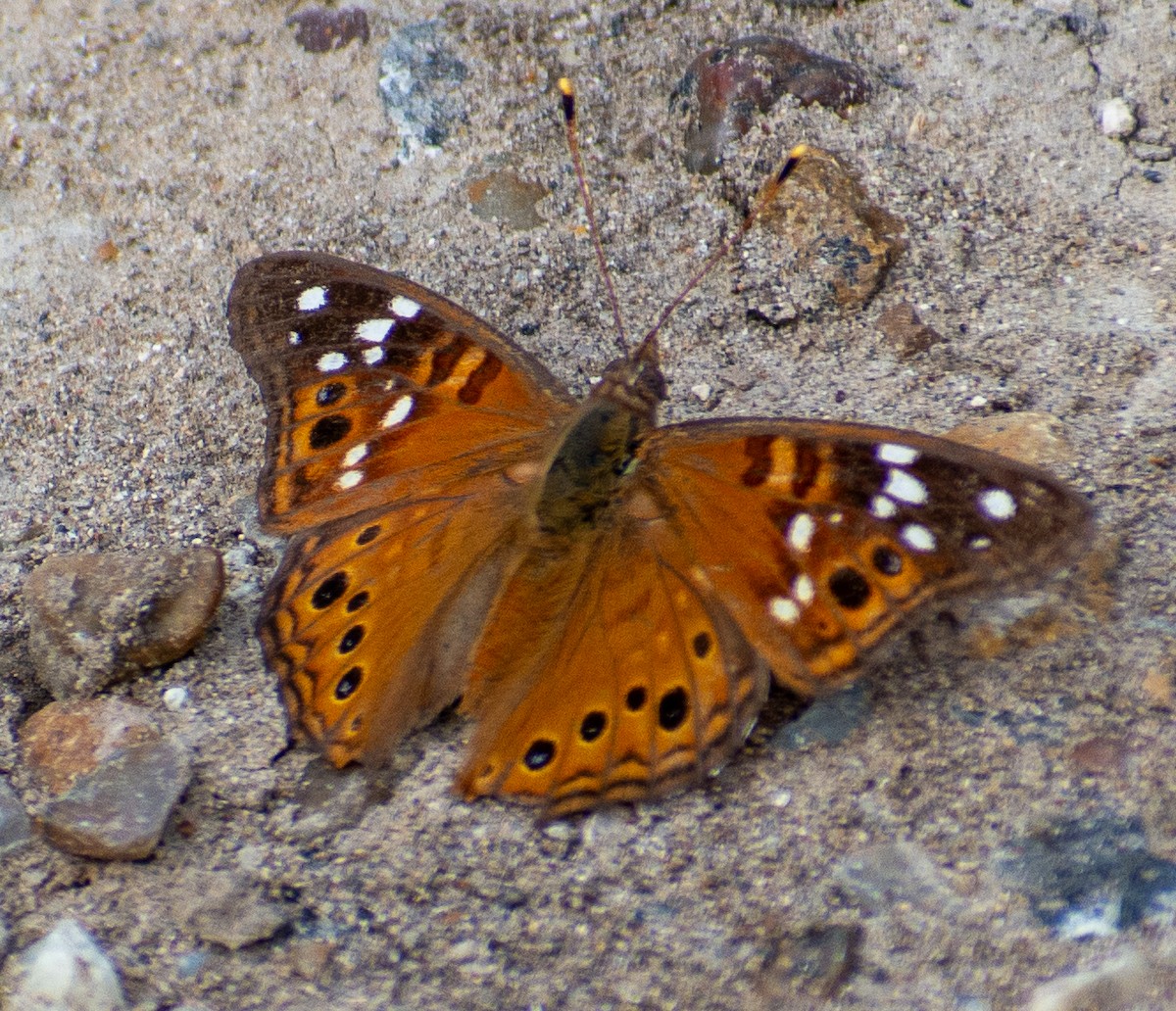 Empress Leilia - ML646366053