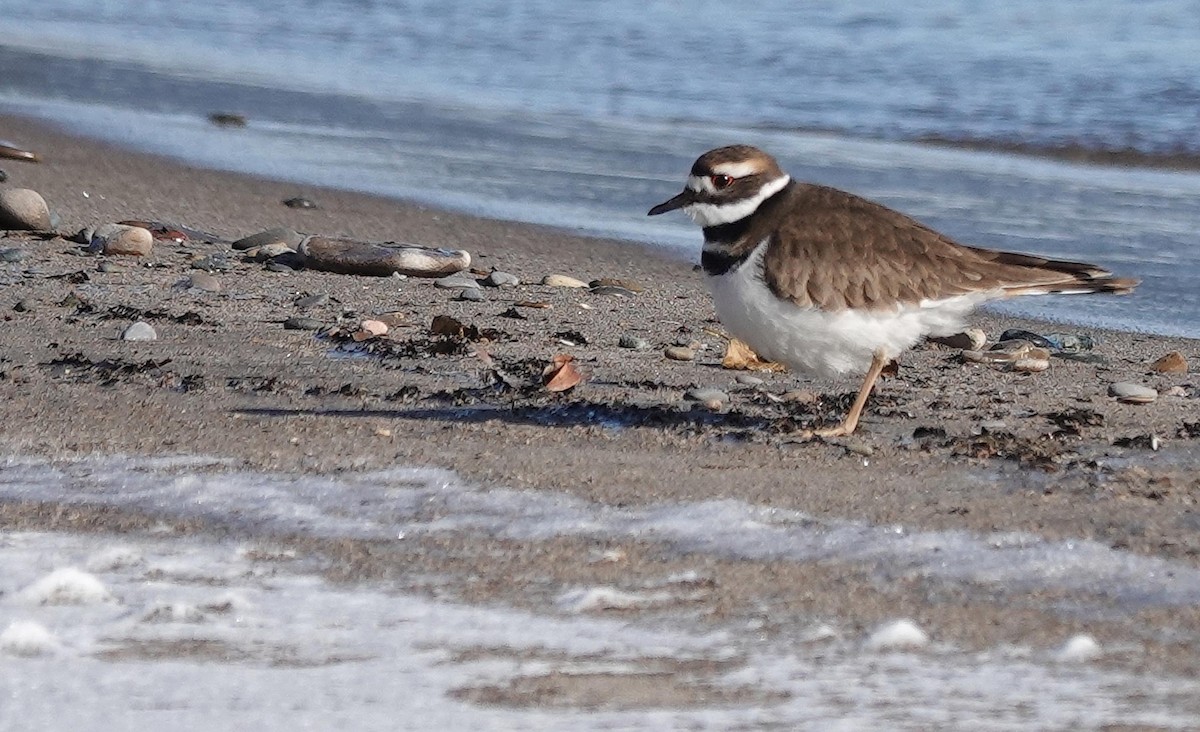 Keilschwanz-Regenpfeifer - ML646366054