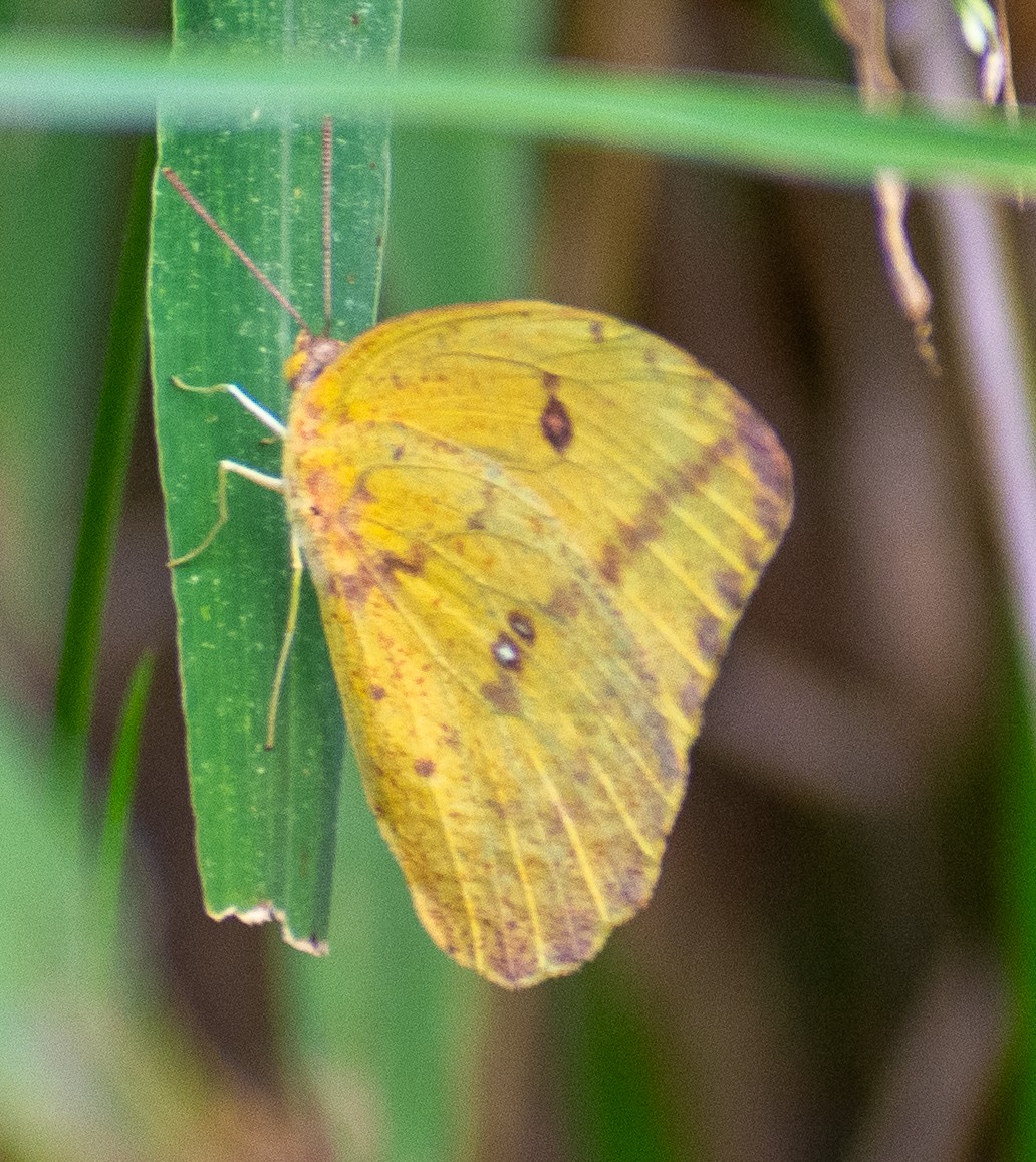 Large Orange Sulphur - ML646366055