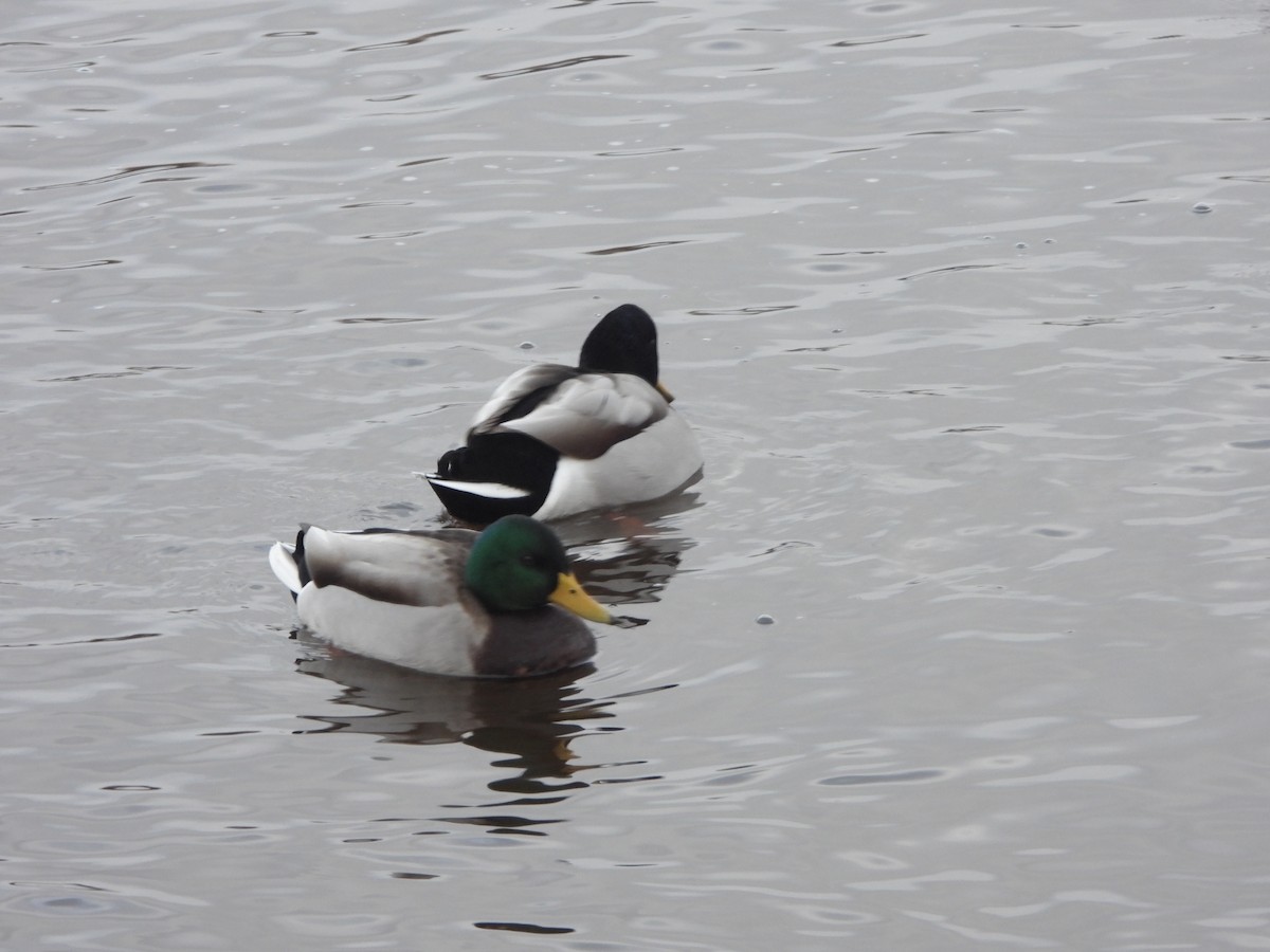 Mallard - ML646366056