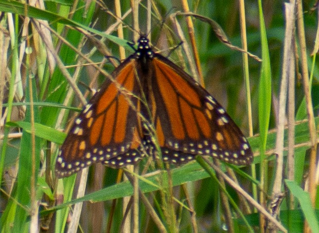 Monarch - ML646366057