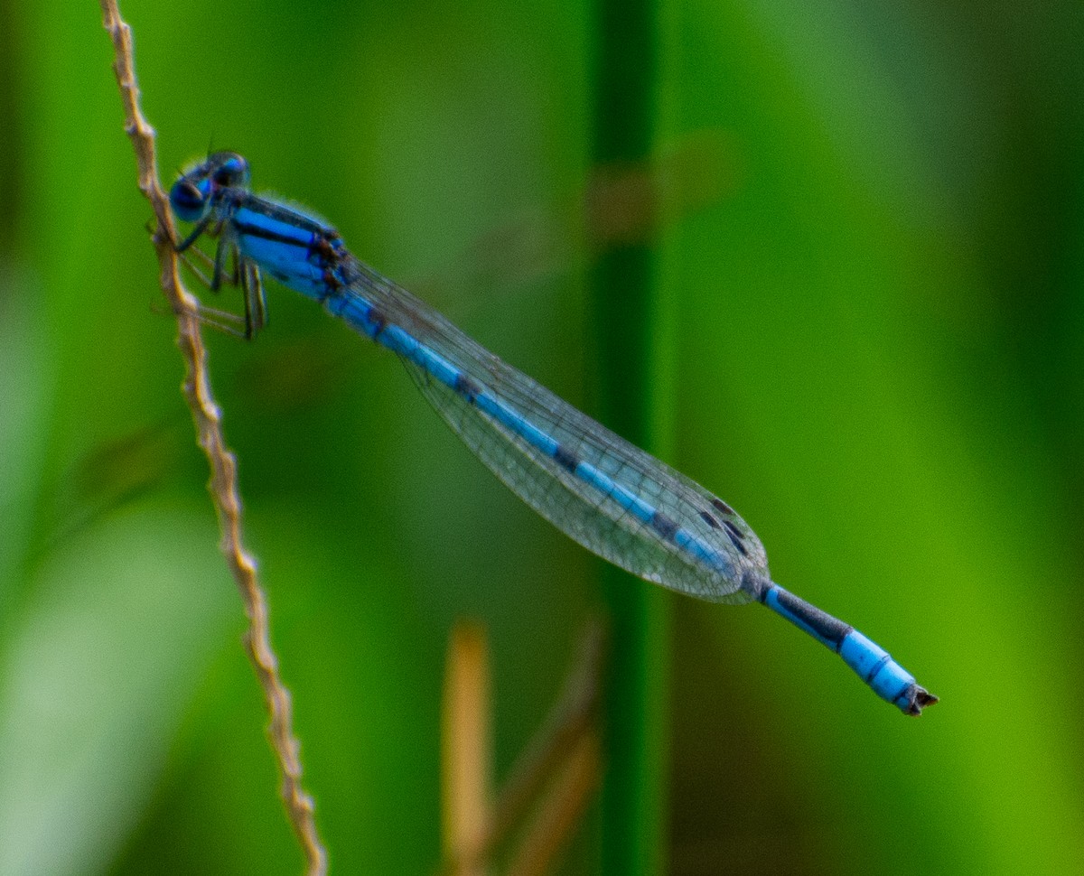 Familiar Bluet - ML646366060