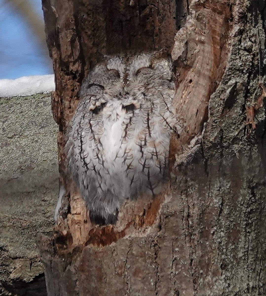 Ostkreischeule - ML646366064