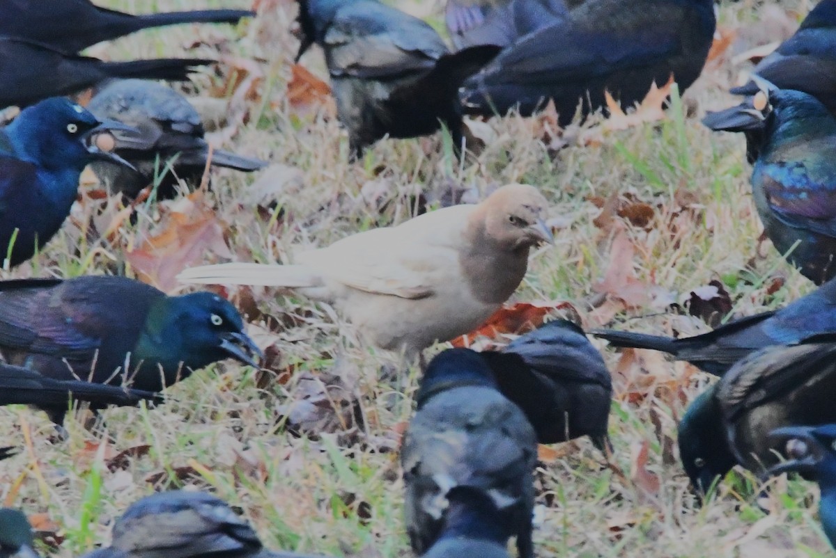 Common Grackle - ML646366066