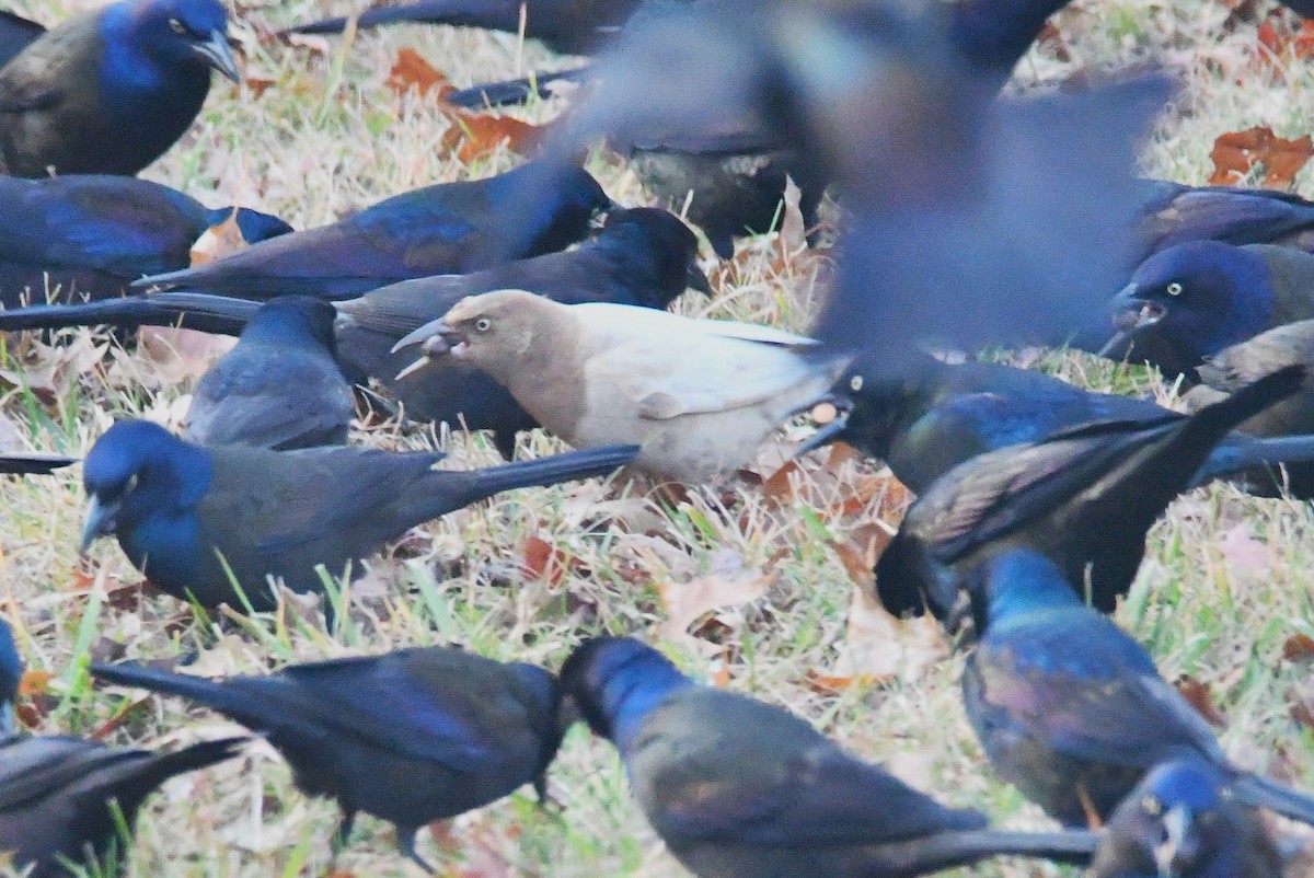 Common Grackle - ML646366067