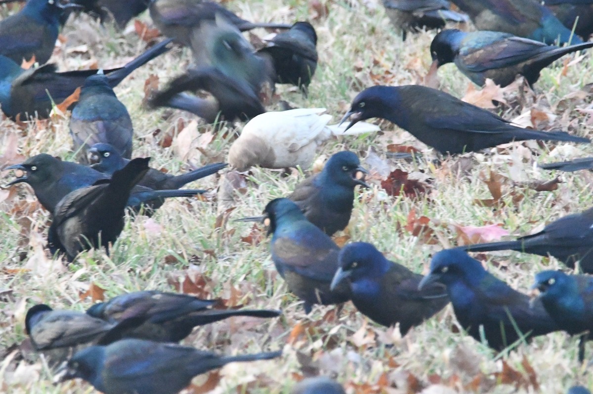 Common Grackle - ML646366068