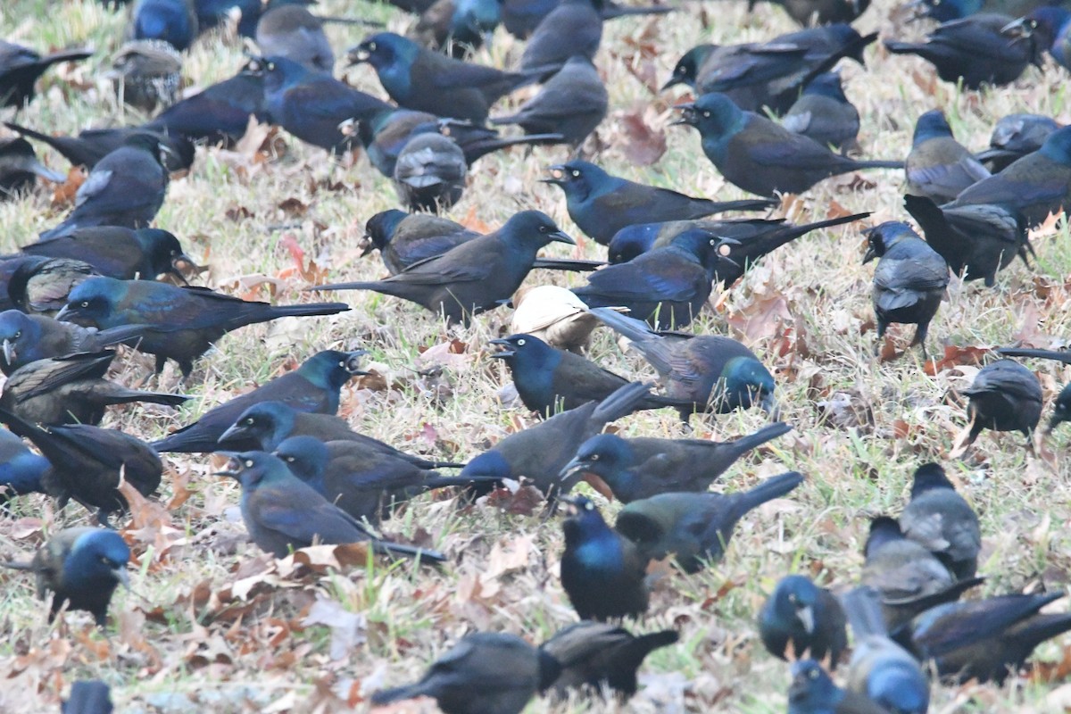 Common Grackle - ML646366069