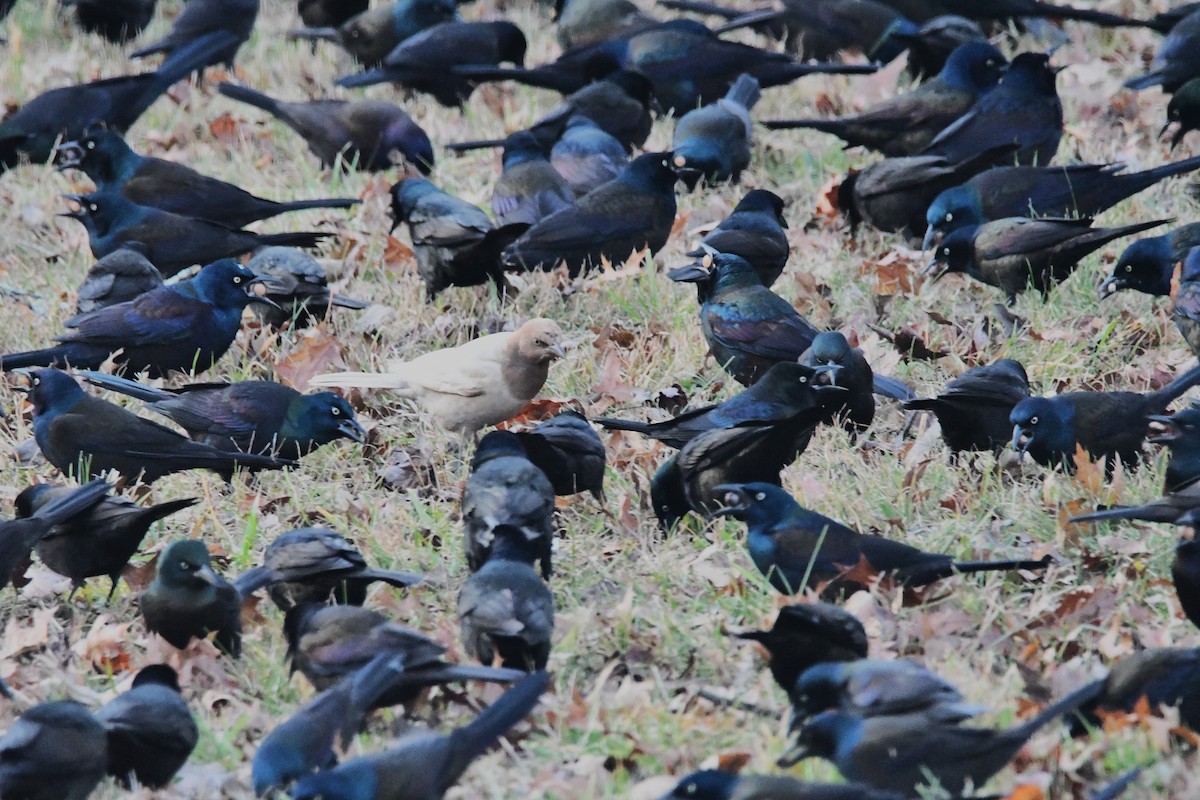 Common Grackle - ML646366070