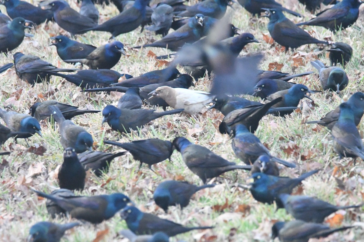Common Grackle - ML646366071