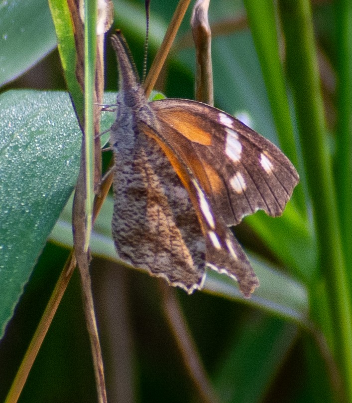 American Snout - ML646366072