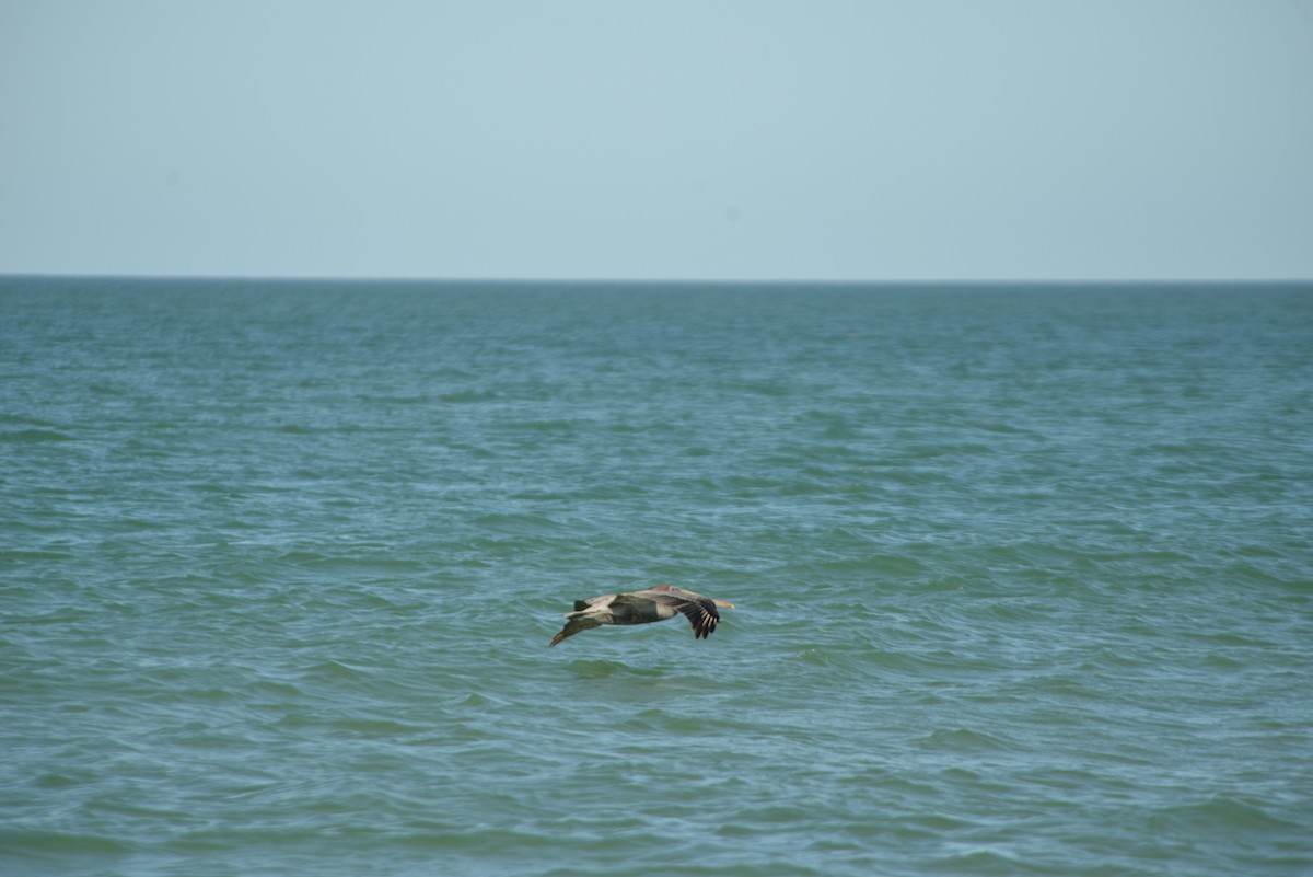 Brown Pelican - ML646366076