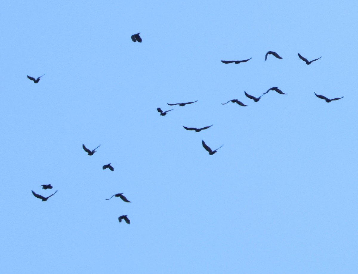 vrána americká - ML646366078