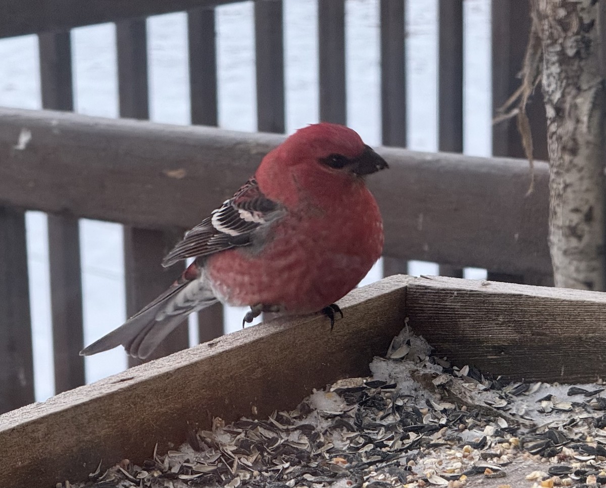 ギンザンマシコ - ML646366080