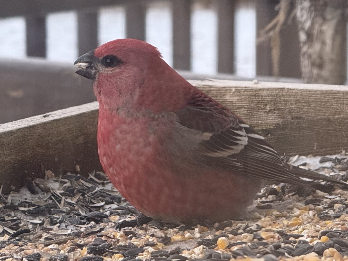 ギンザンマシコ - ML646366081