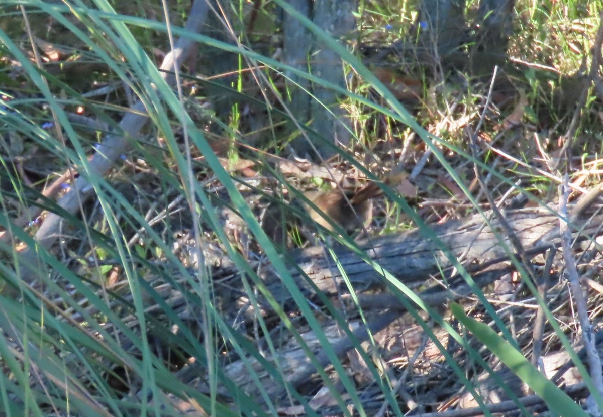 Щетинкодзьоб бурий - ML646366082