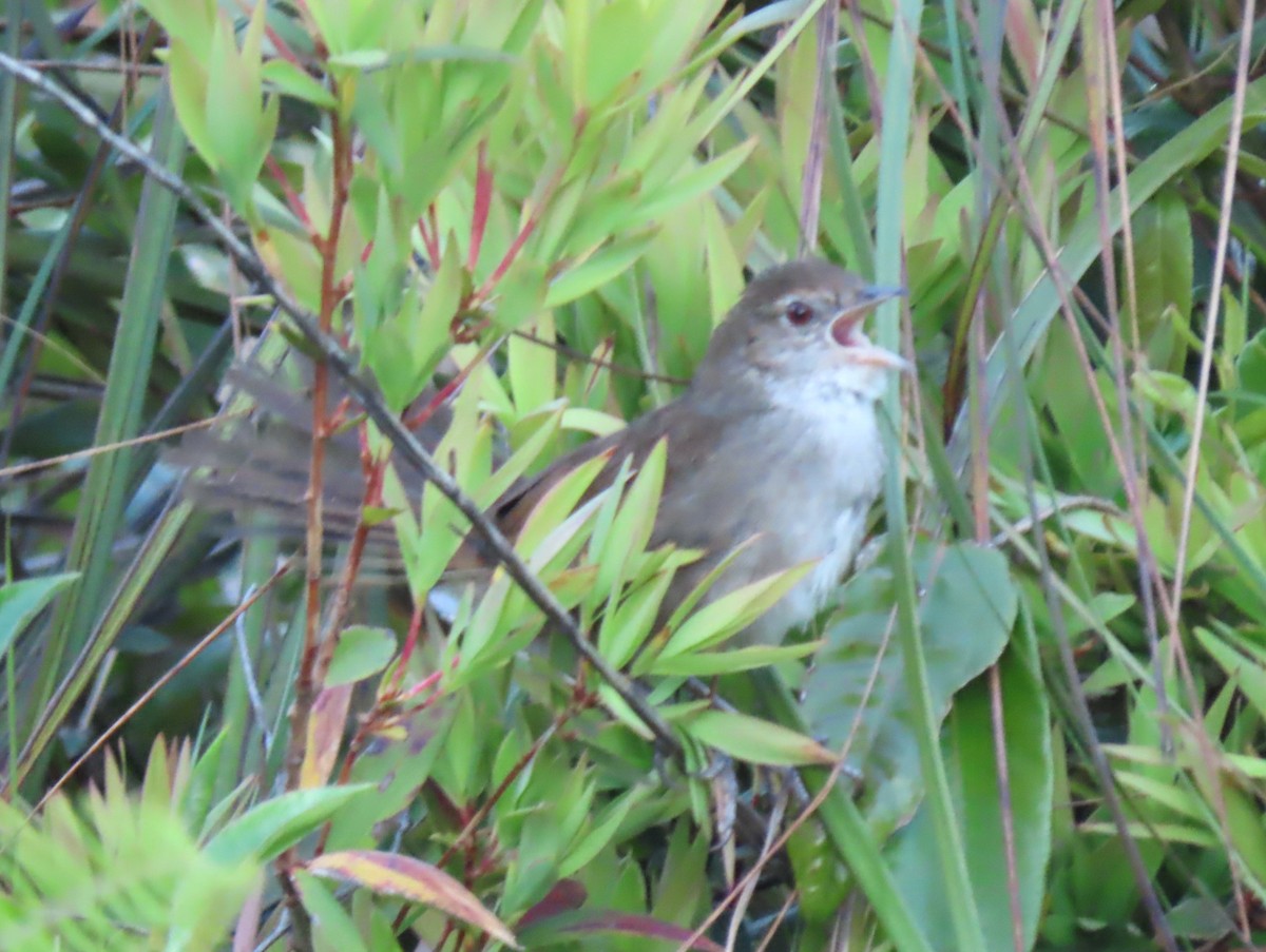 Щетинкодзьоб бурий - ML646366083