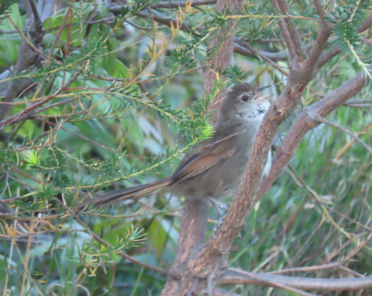 Щетинкодзьоб бурий - ML646366084