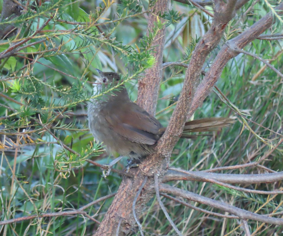 Щетинкодзьоб бурий - ML646366085