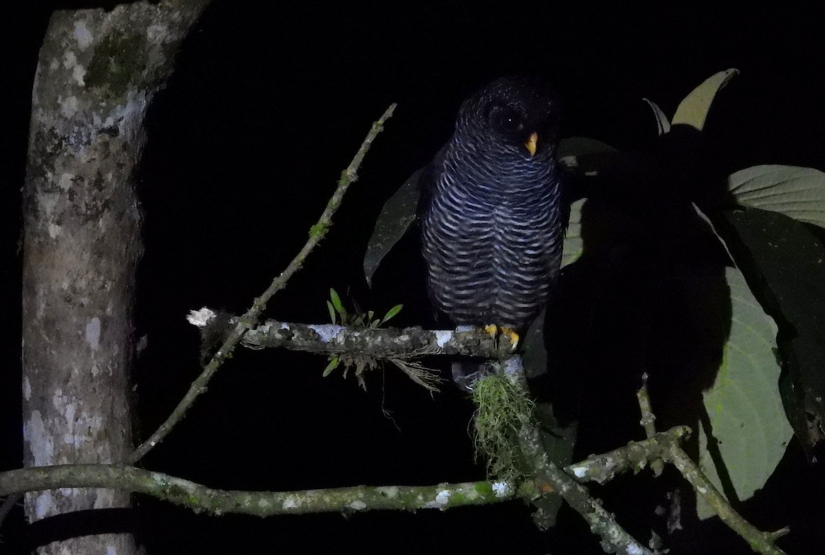 Black-banded Owl (San Isidro) - ML646366087