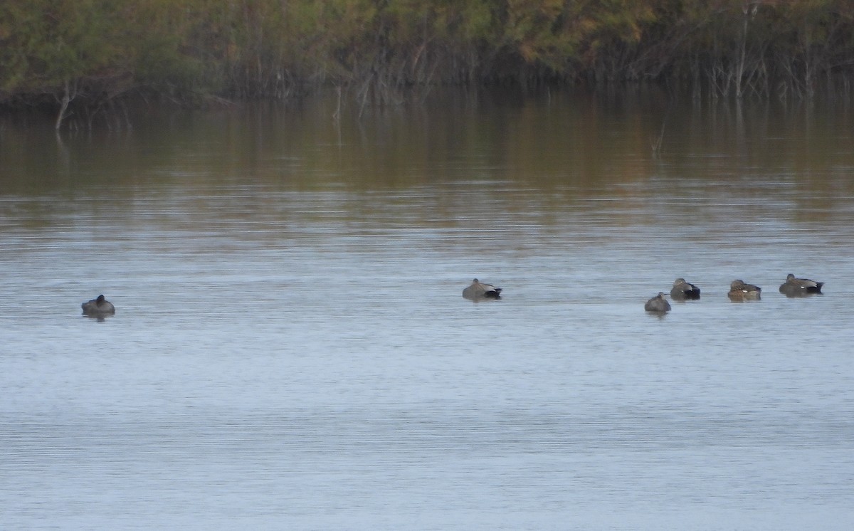 オカヨシガモ - ML646366088