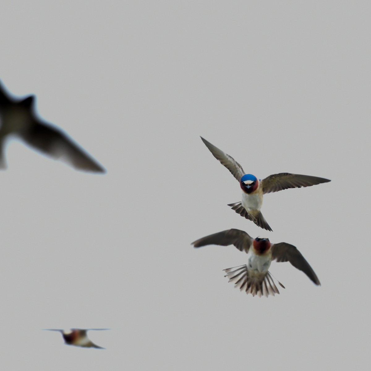 Cliff Swallow - ML646366090