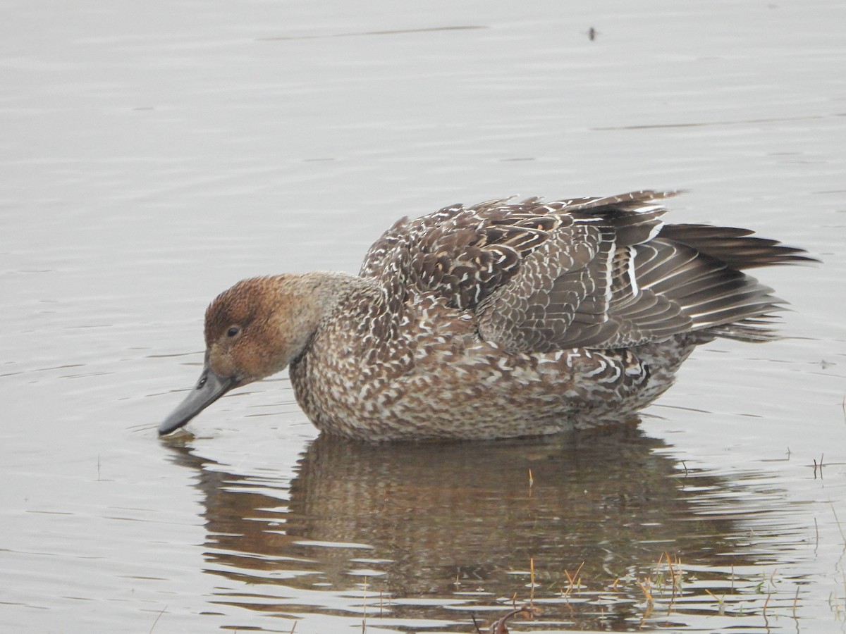 Northern Pintail - ML646366091
