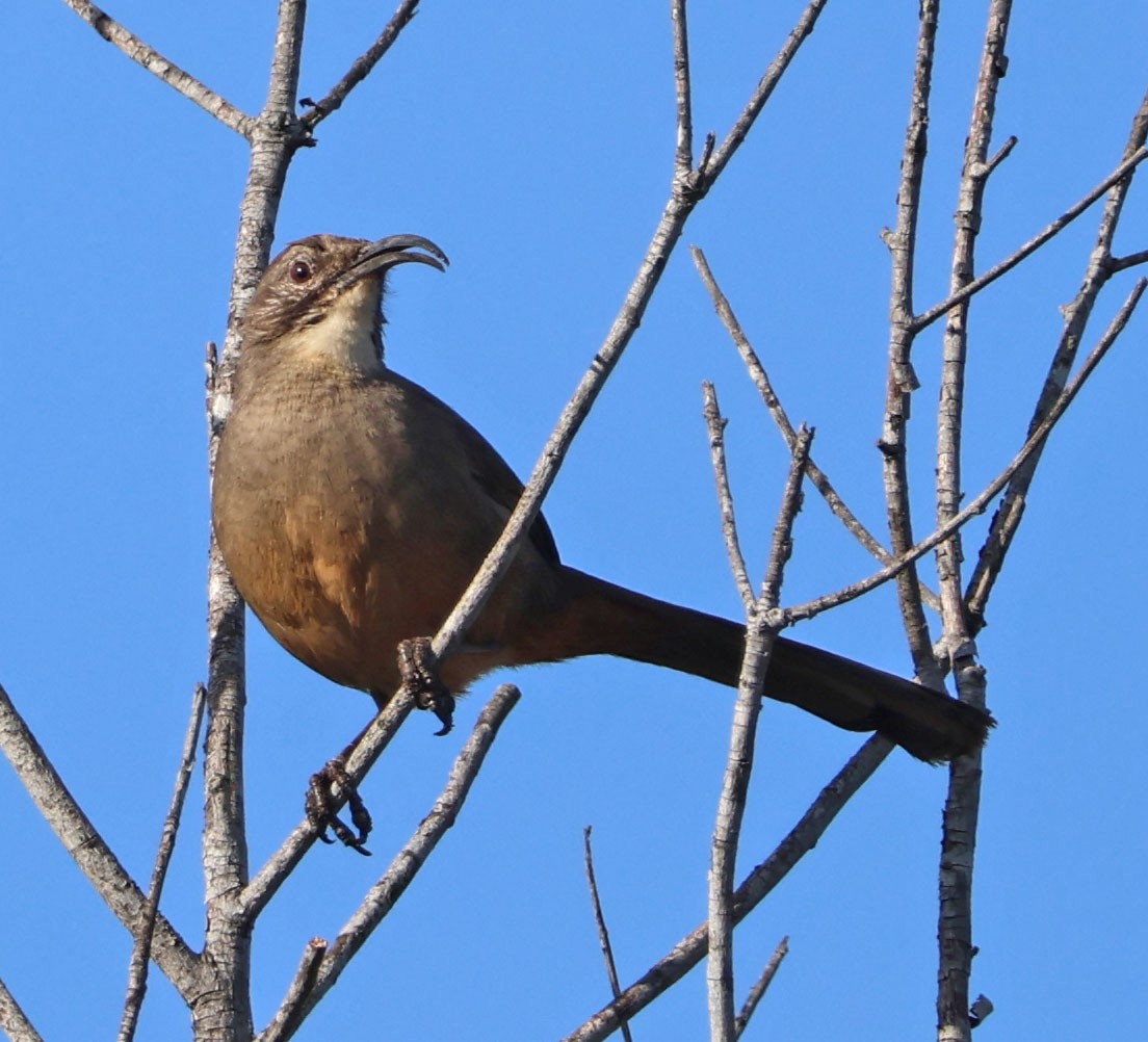 drozdec kalifornský - ML646366093