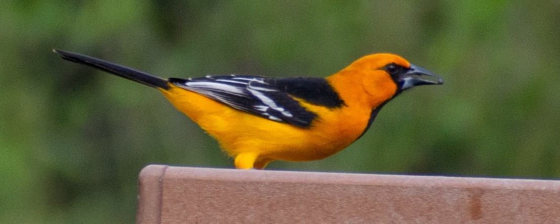 Altamira Oriole - ML646366099
