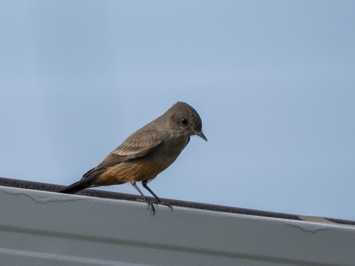 Say's Phoebe - ML646366101