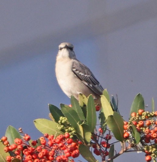 Пересмішник багатоголосий - ML646366102