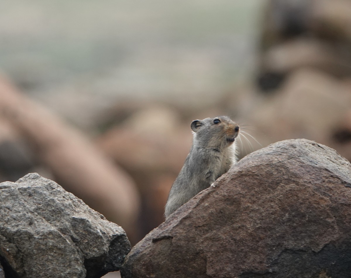 Sloggett's Vlei Rat - ML646366103