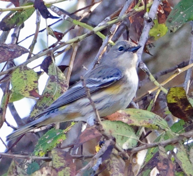 lesňáček žlutoskvrnný - ML646366106