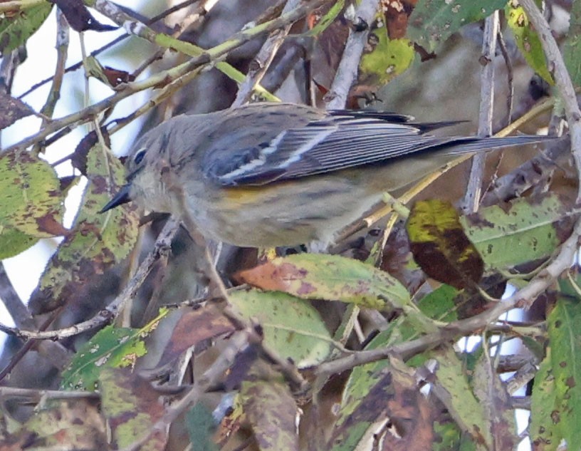 lesňáček žlutoskvrnný - ML646366107