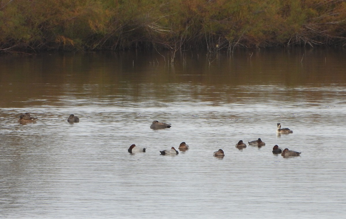 Common Pochard - ML646366108