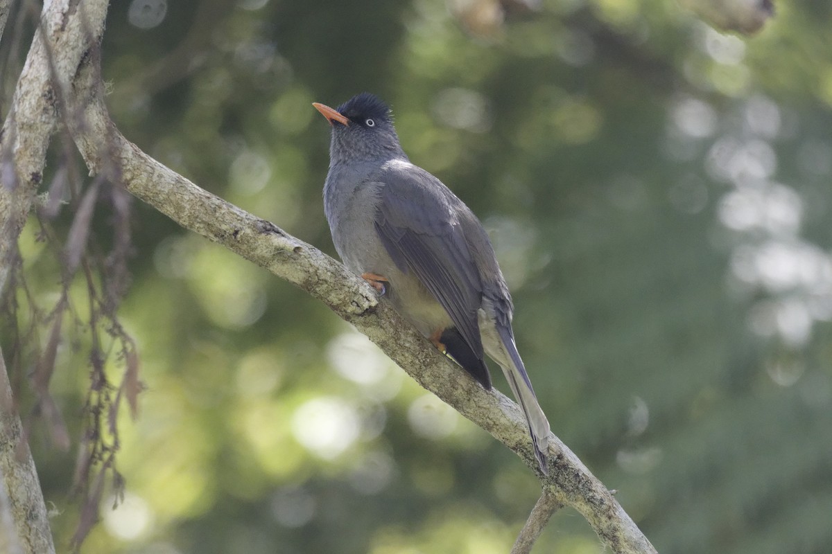 Reunion Bulbul - ML646366110