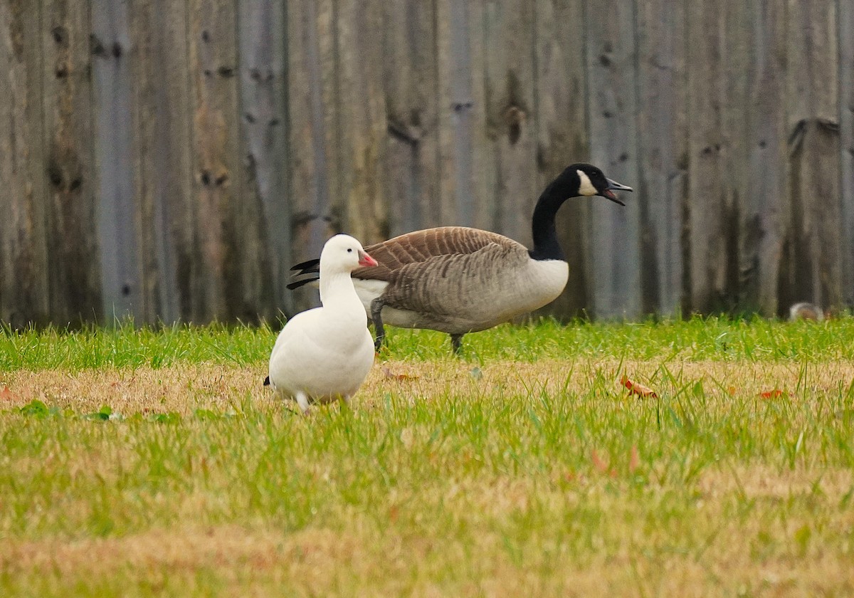 Ross's Goose - ML646366111