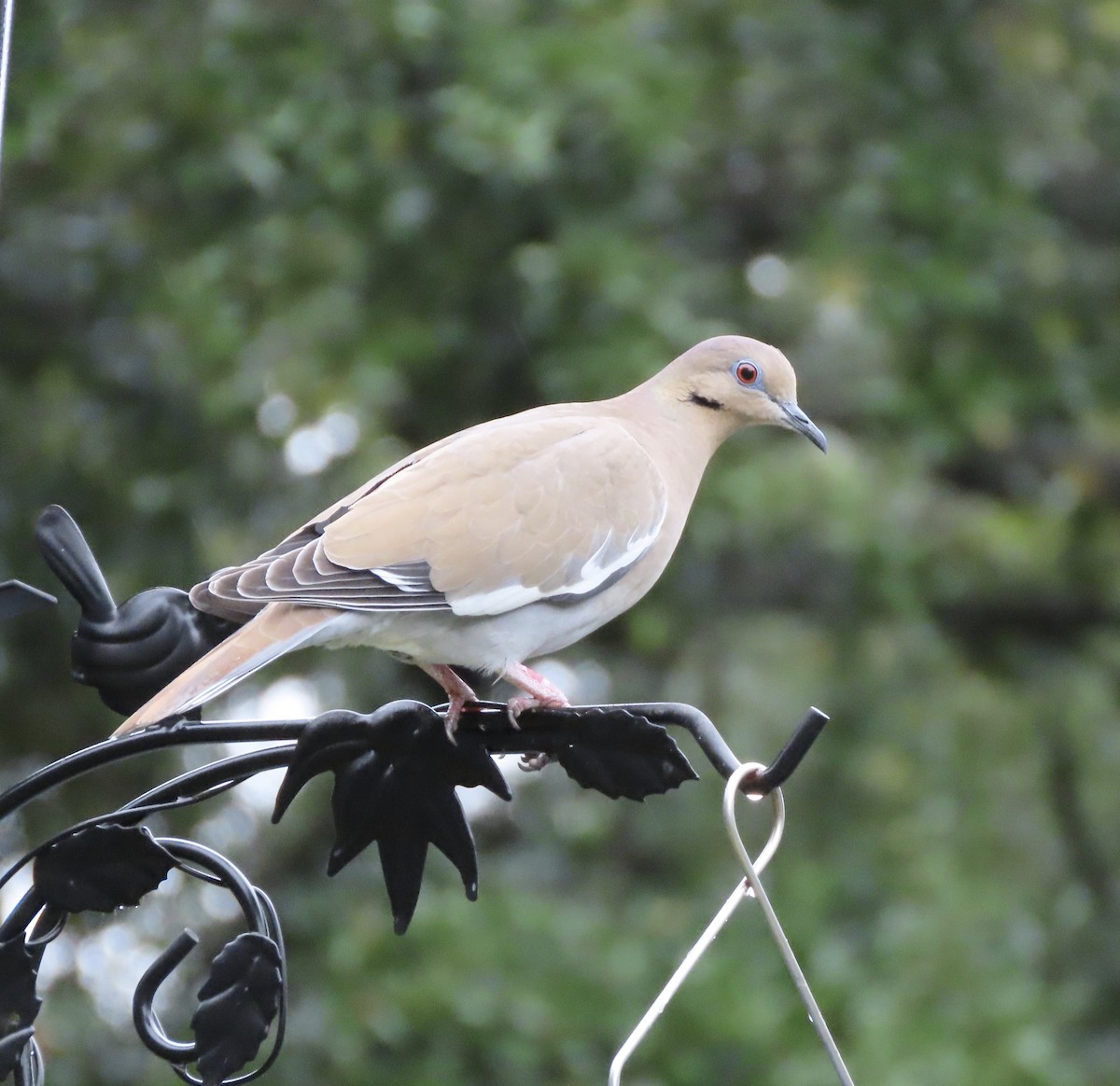 Ak Kanatlı Kumru - ML646366113