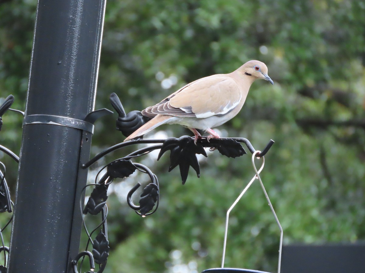 White-winged Dove - ML646366114