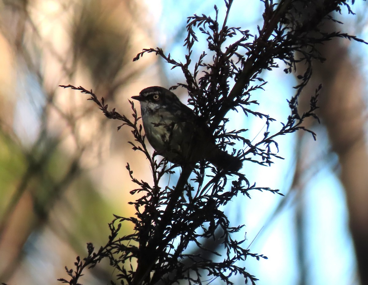 Кущовик білочеревий - ML646366115
