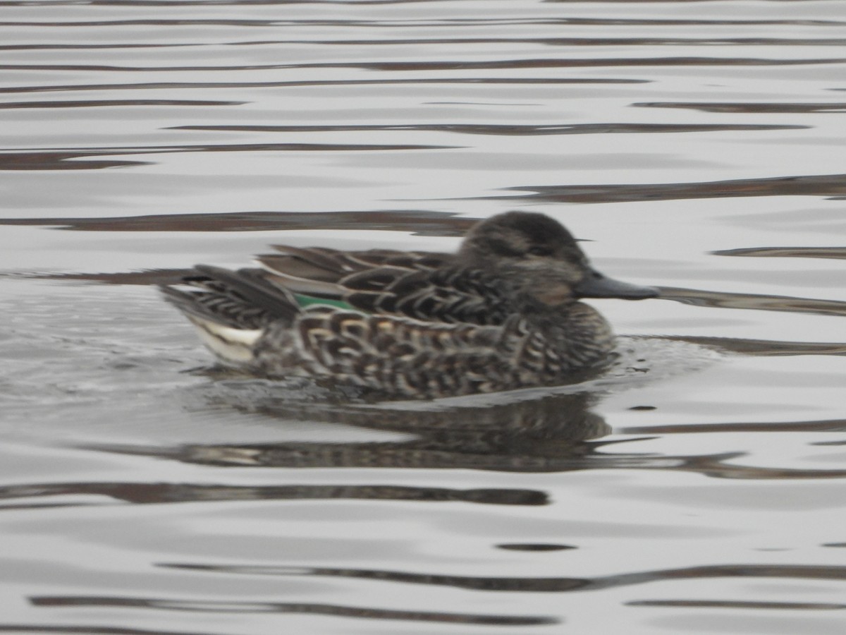 コガモ - ML646366116