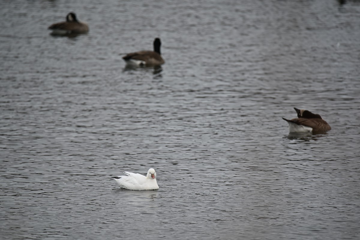 ヒメハクガン - ML646366117