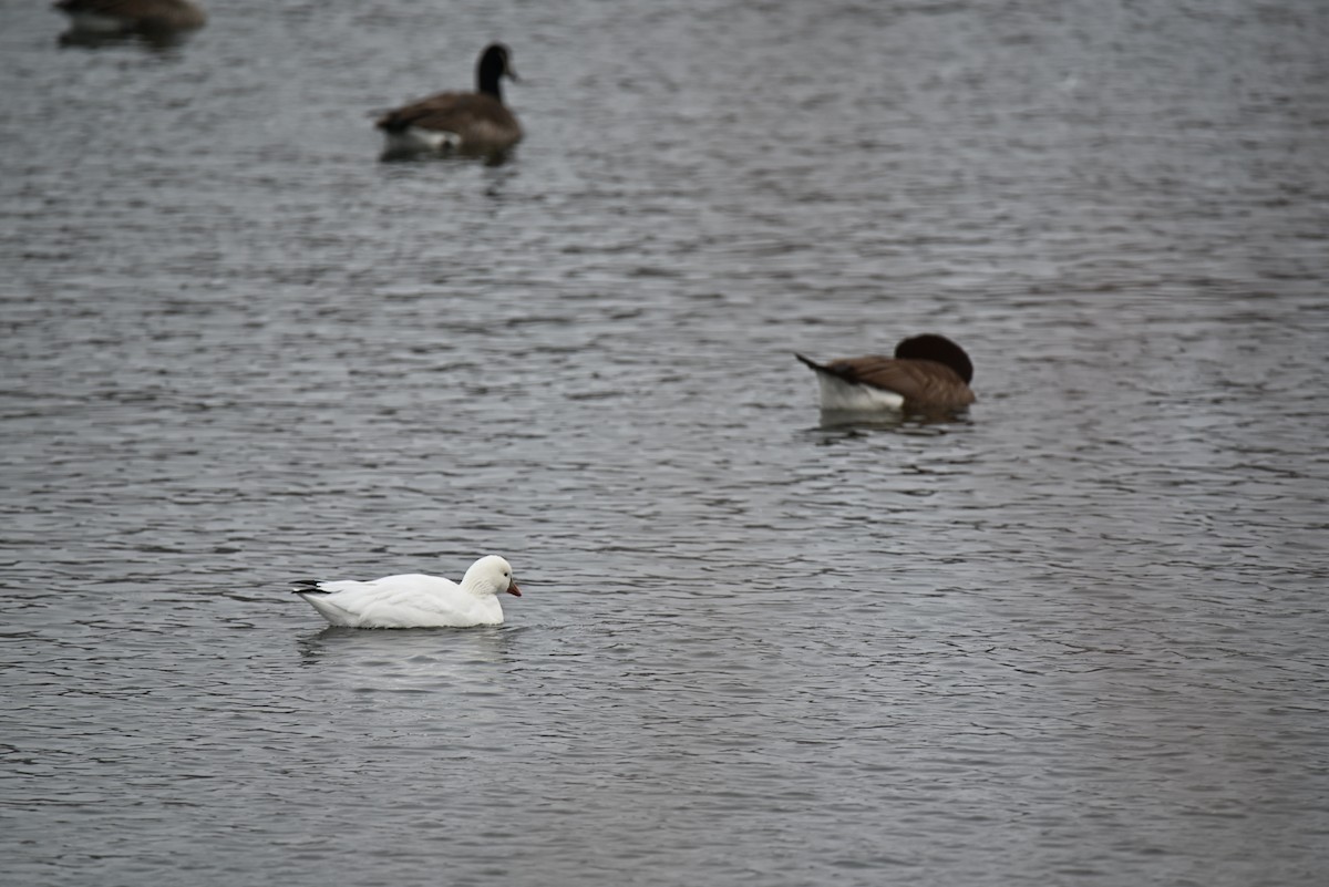 ヒメハクガン - ML646366118