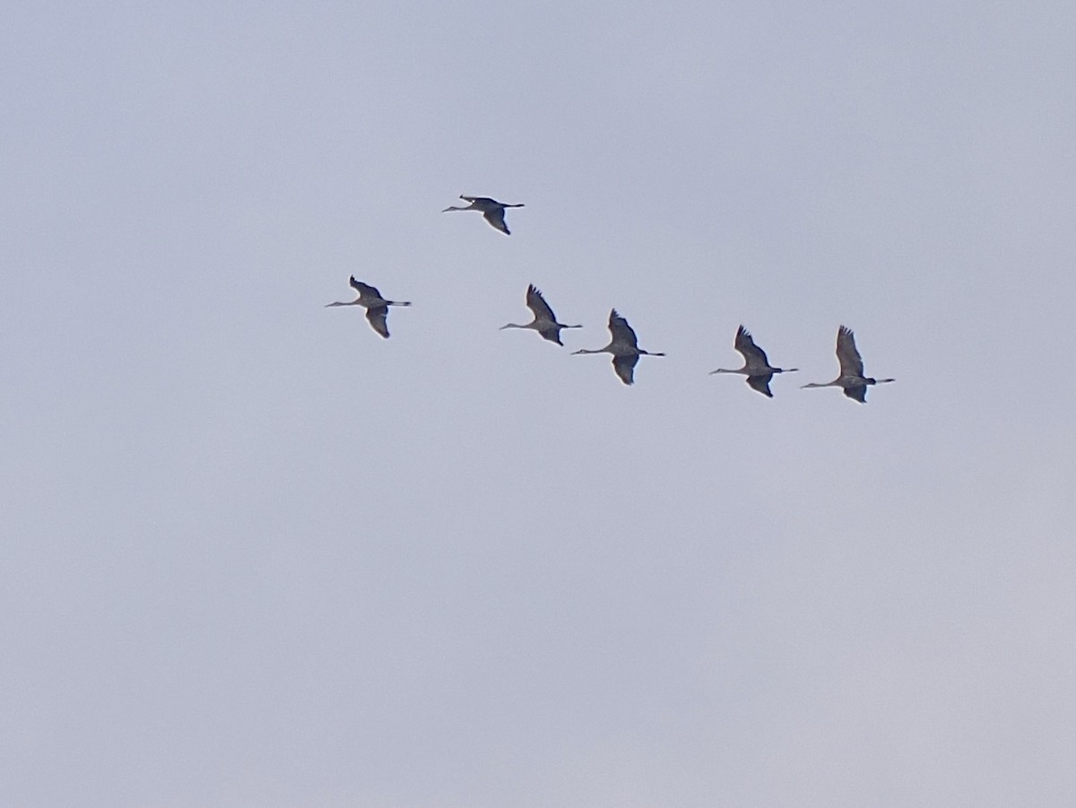 Sandhill Crane - ML646366119