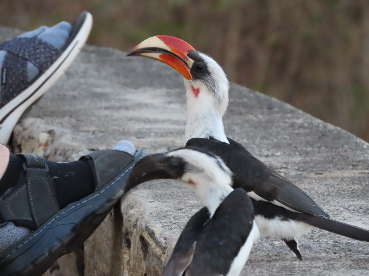 セグロコサイチョウ - ML646366120