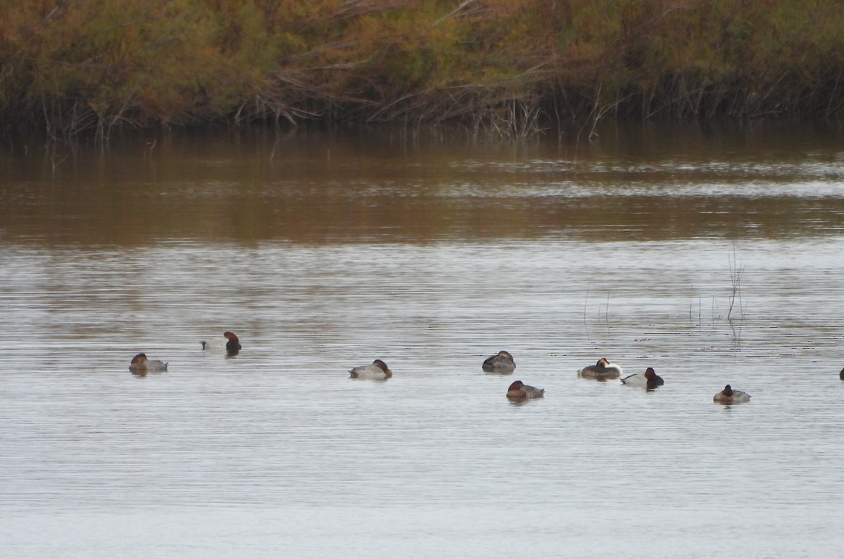 ホシハジロ - ML646366121