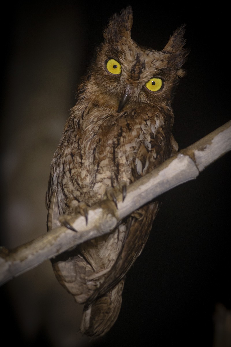 モルッカコノハズク - ML646366122