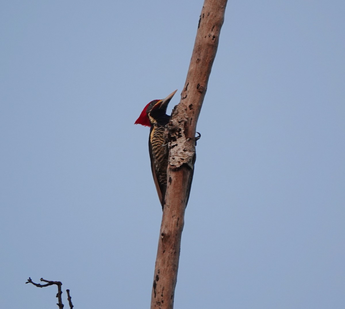 シマクマゲラ - ML646366123