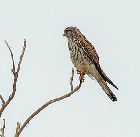 チョウゲンボウ - ML646366124