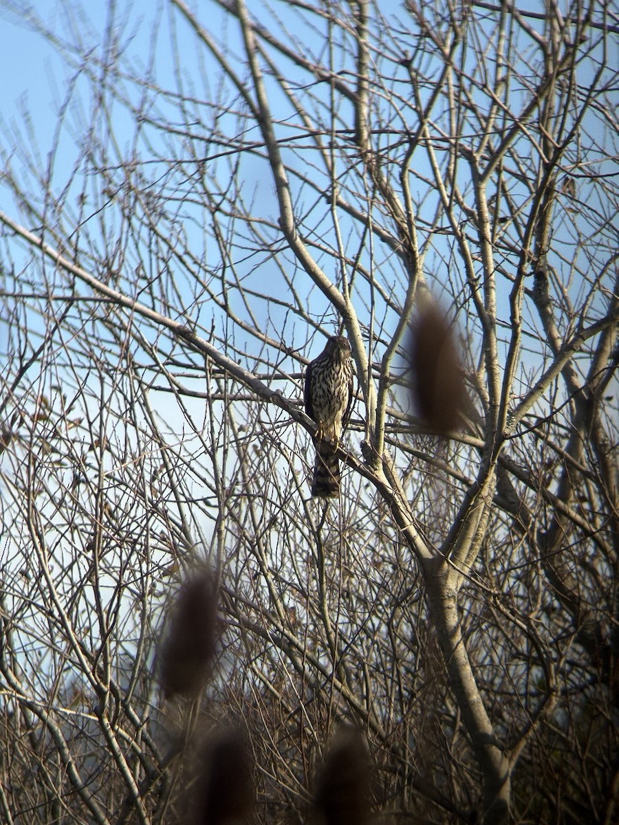 クーパーハイタカ - ML646366126