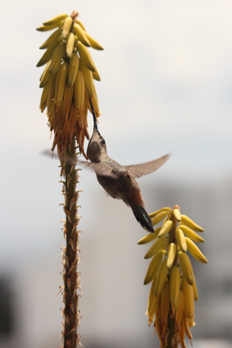 オアシスハチドリ - ML646366128